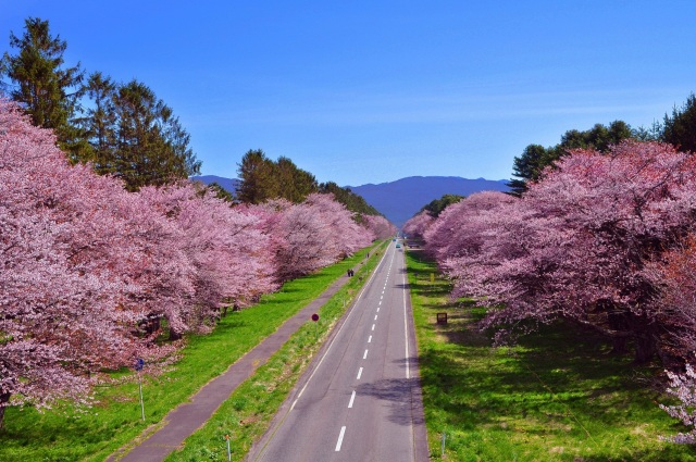 니주켄도로 벚꽃 가로수길・시즈나이 벚꽃축제