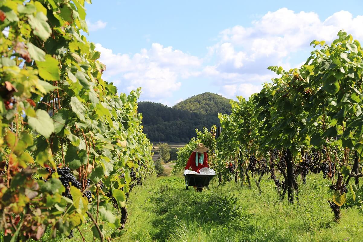 東武トップツアーズ株式会社 | サンプルツアー | for Travel Trade & Press | Adventure Travel  HOKKAIDO, JAPAN