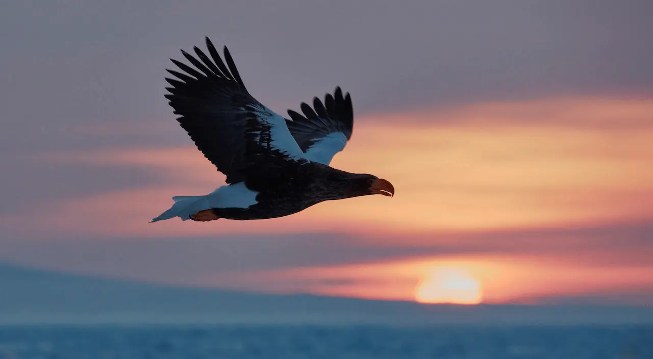 Journey to Discover an Abundance of Beautiful, Wild Birds in the Varied Landscapes and Habitats of Eastern Hokkaido