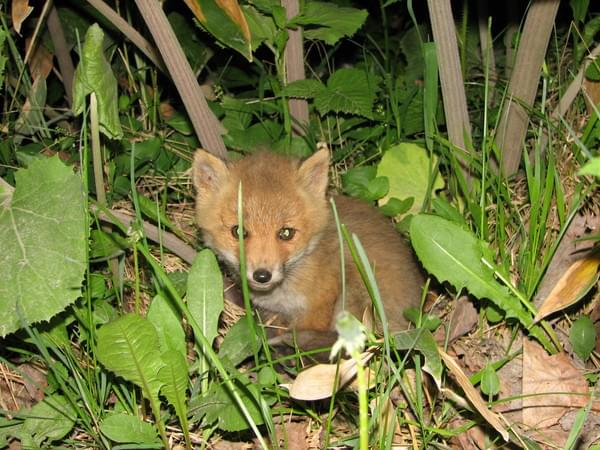 富良野ナイトウォッチング 動物星空鑑賞ツアー