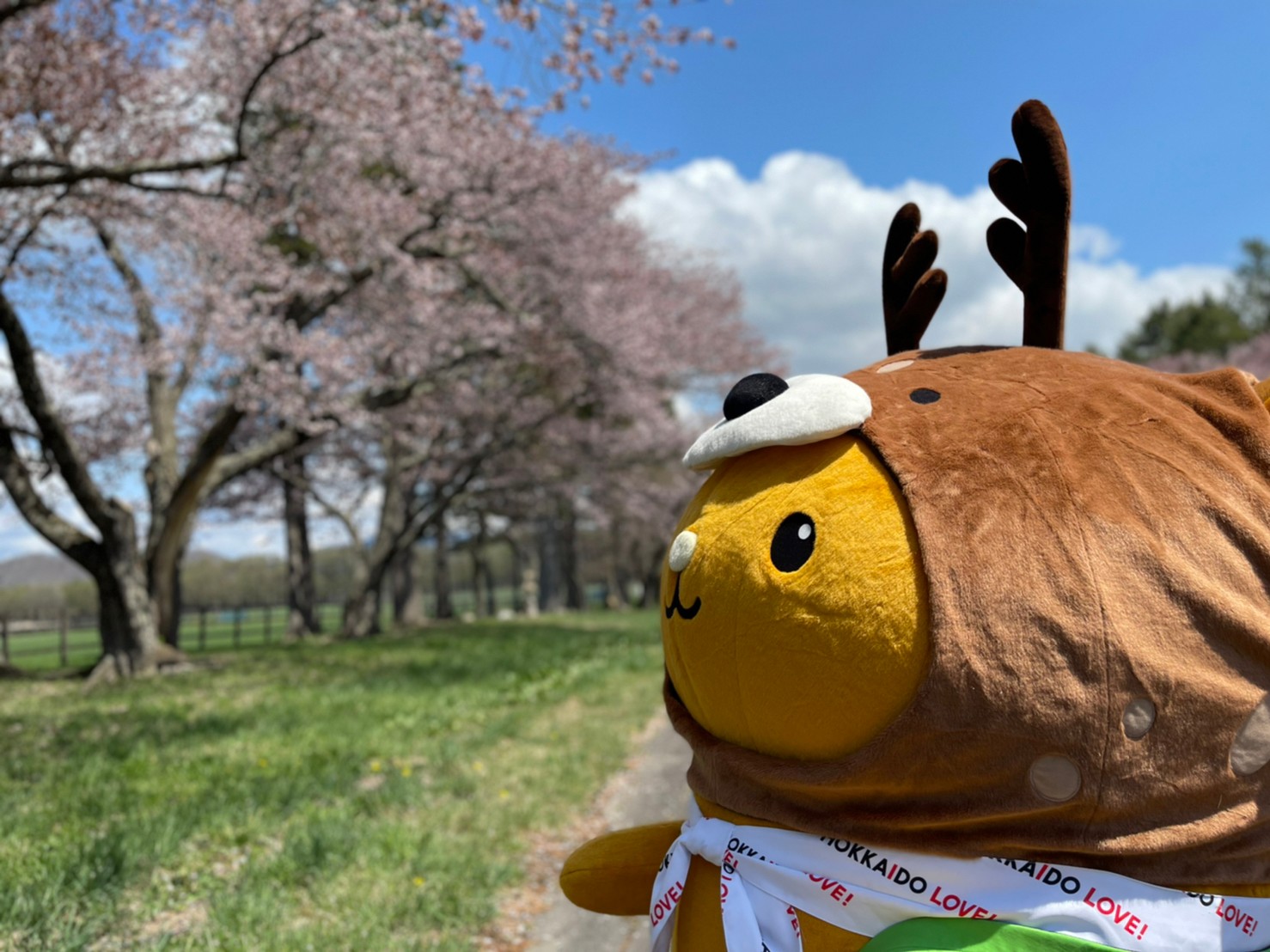 北海道有数の桜スポット「新ひだか町」とグルメを散策♪
