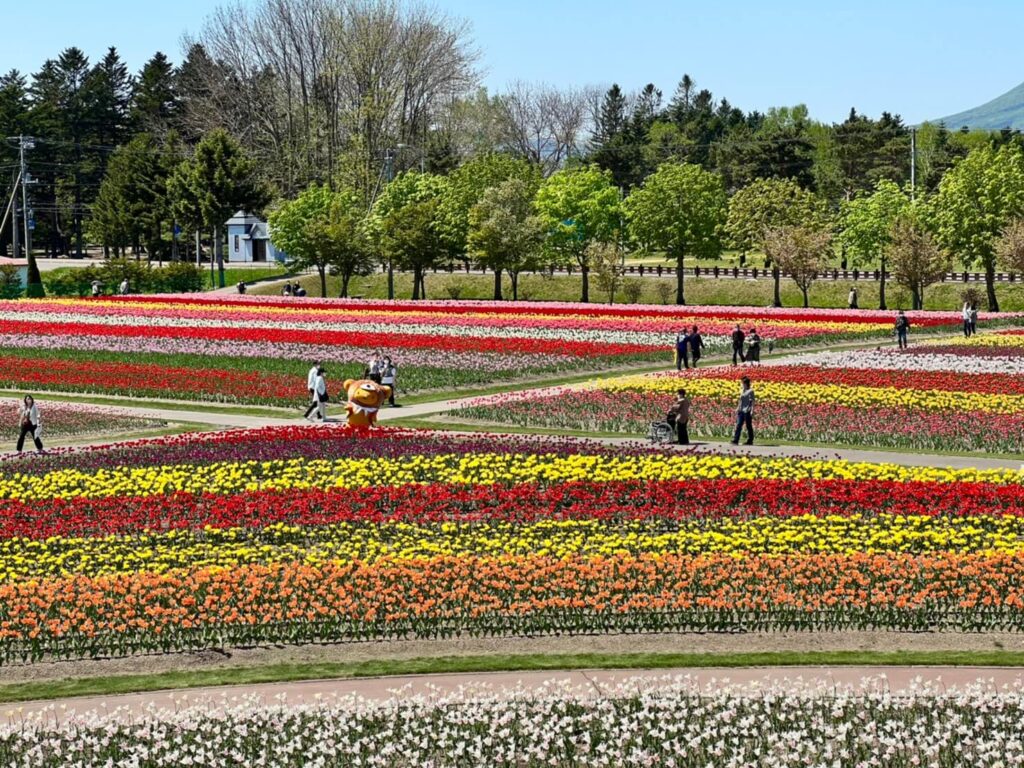 湧別町 日本最大級のかみゆうべつチューリップ公園 Hokkaido Love Line公式アカウント