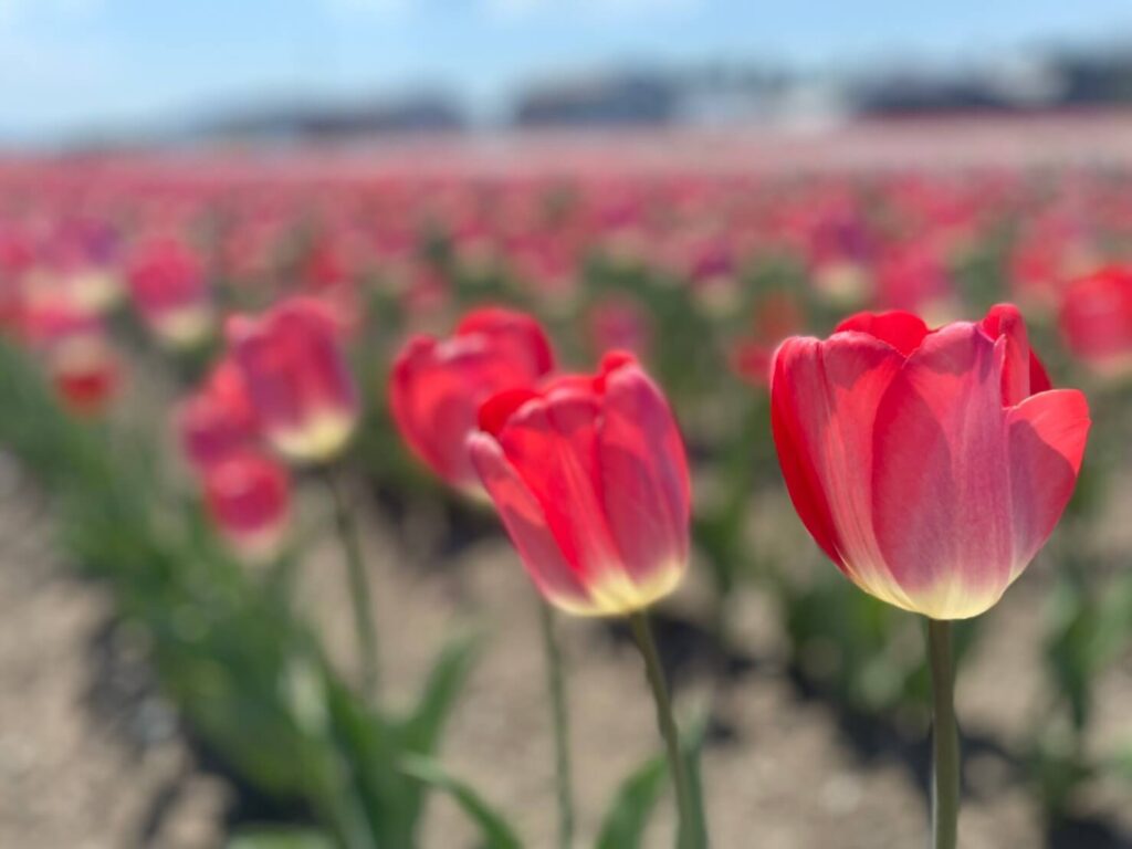湧別町 日本最大級のかみゆうべつチューリップ公園 Hokkaido Love Line公式アカウント