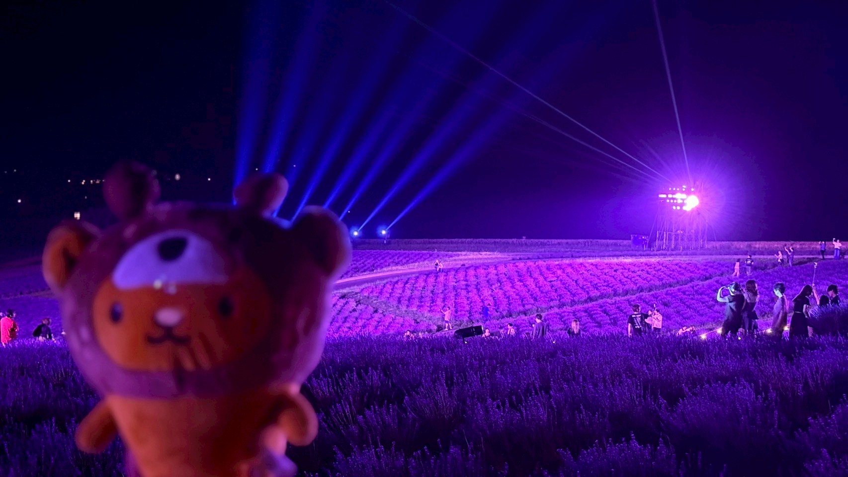“今”しか見られない絶景!!【ラベンダーフェスタかみふらの】