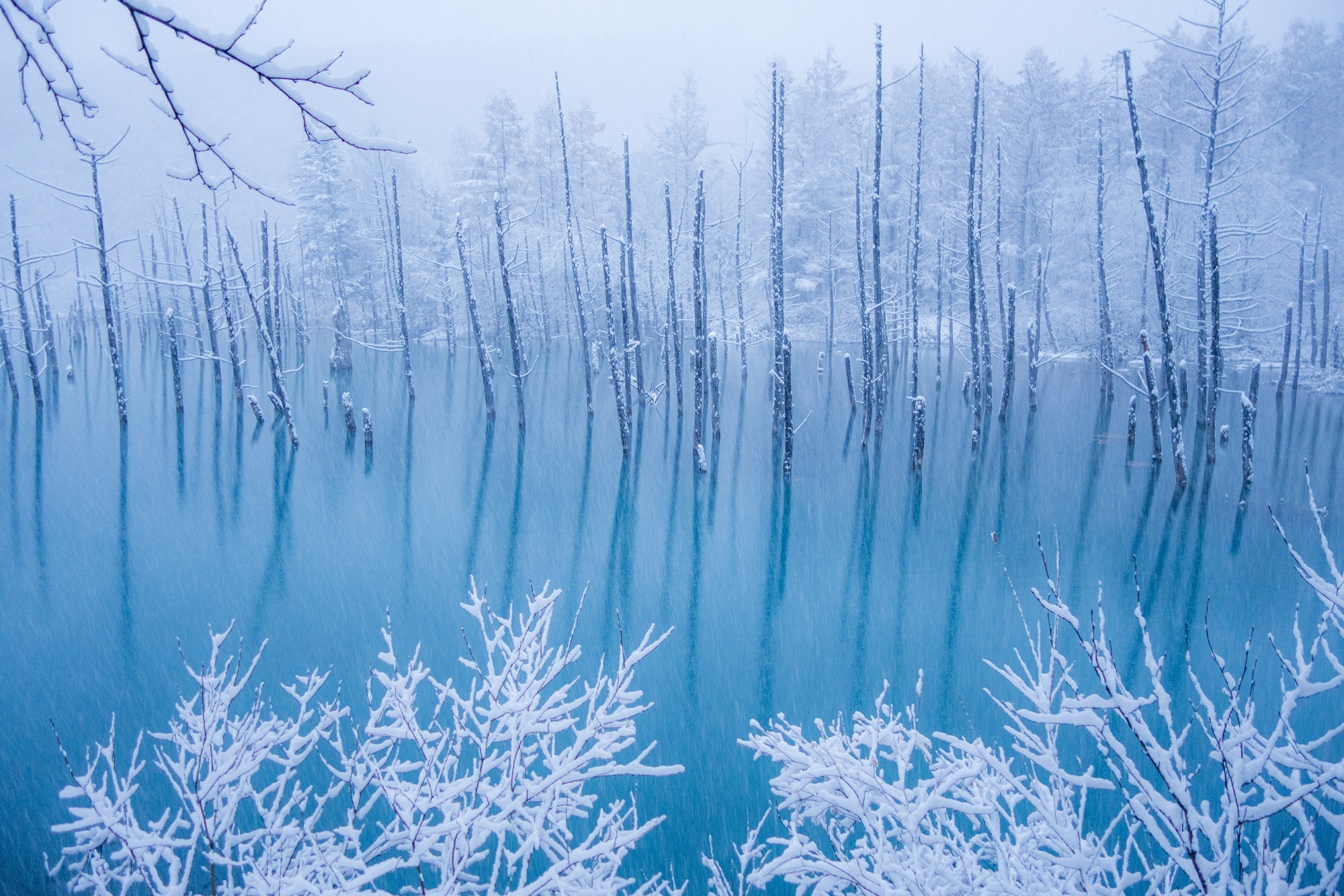冬にしか見られない絶景！白い雪とのコントラストが美しい美瑛町の青い