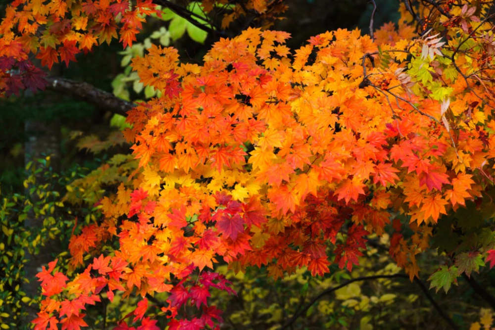 Nature’s Fireworks:A Blaze of Autumn Colours in Hokkaido