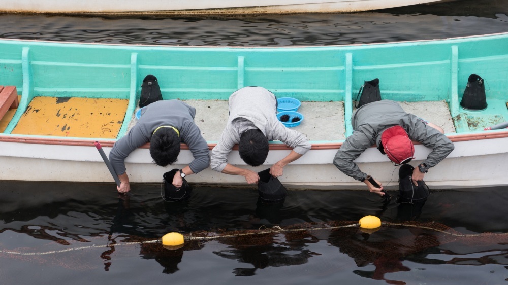 More delicious sea urchin picking experience