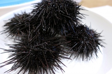 Sea Urchin Peeling Experience Center