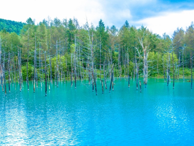 [홋카이도 북부] 비에이노오카・시로가네 푸른 연못-아오이이케(비에이초)