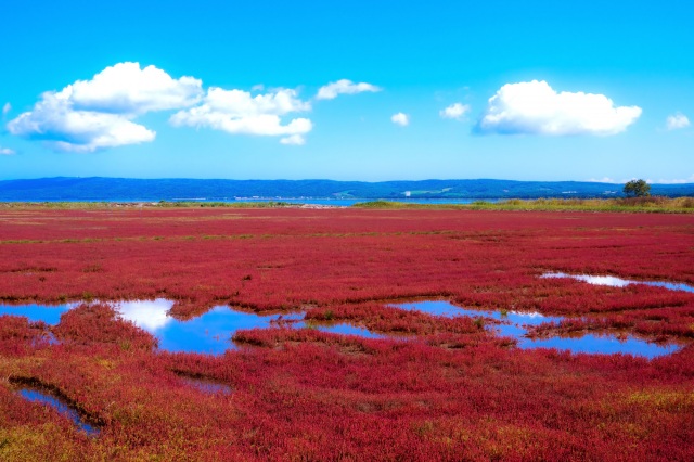 [Eastern Hokkaido] Coral grass in Lake Notoro (Abashiri City)