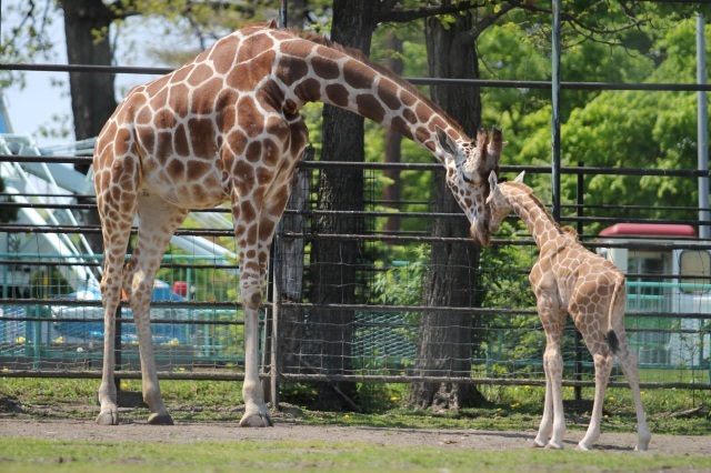 おびひろ動物園