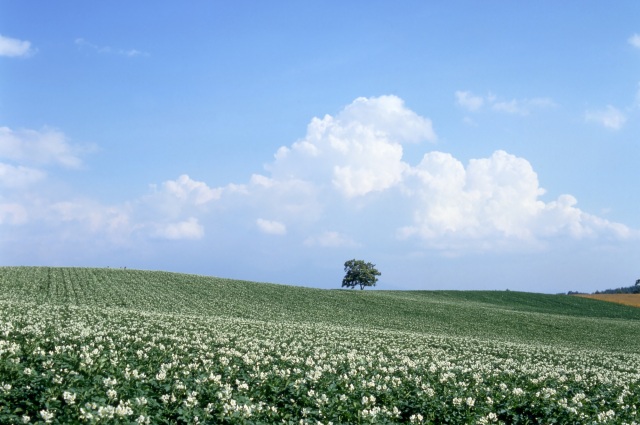セブンスターの木