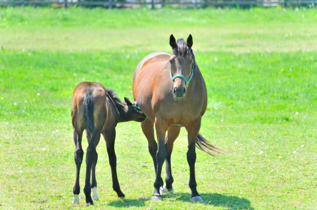 Niikappu Horoshiri Horse Riding Club