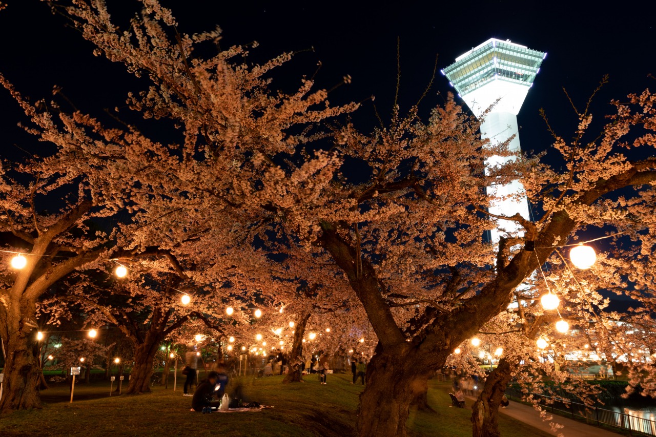 五稜郭公園夜桜のライトアップ イベント 公式 北海道の観光 旅行情報サイト Hokkaido Love