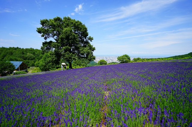 Horomitoge Lavender Park