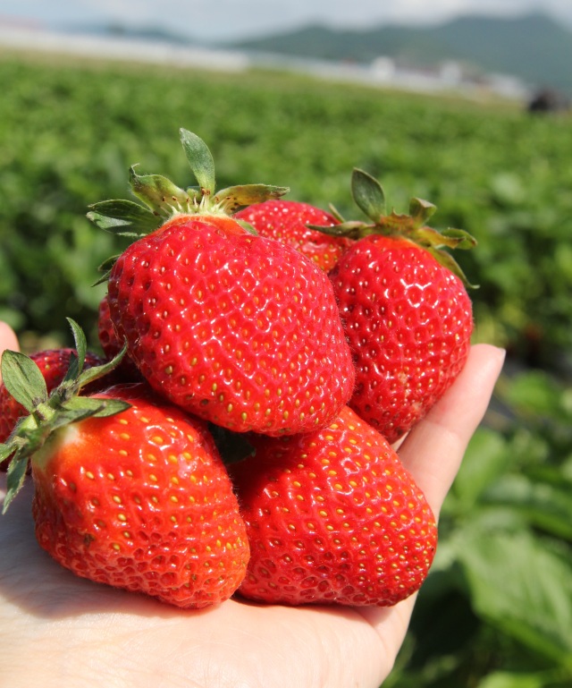 ぴっぷいちご狩り