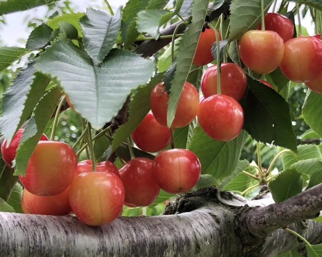 ニトリ観光果樹園(旧 山本観光果樹園)