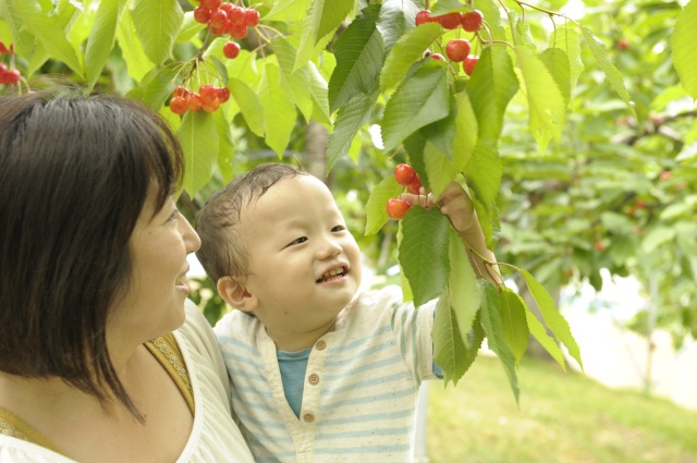大橋さくらんぼ園