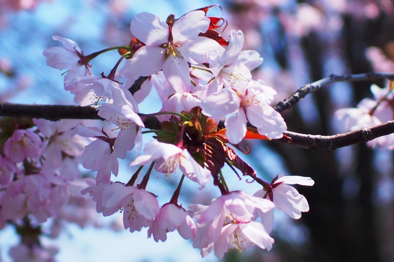 しずない桜まつり