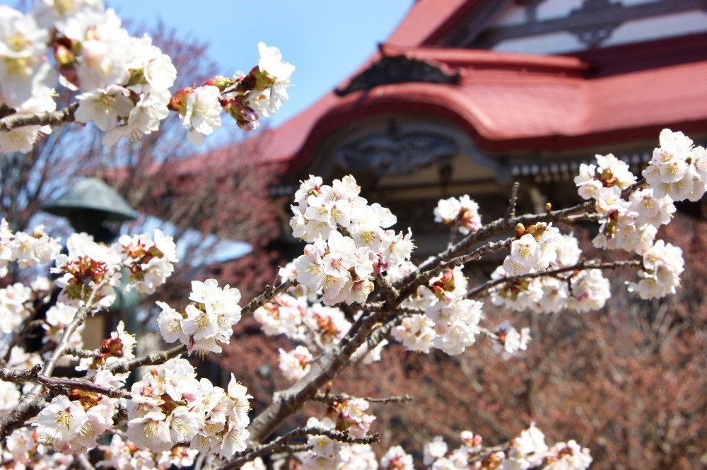 Spring is full of cherry blossom attractions