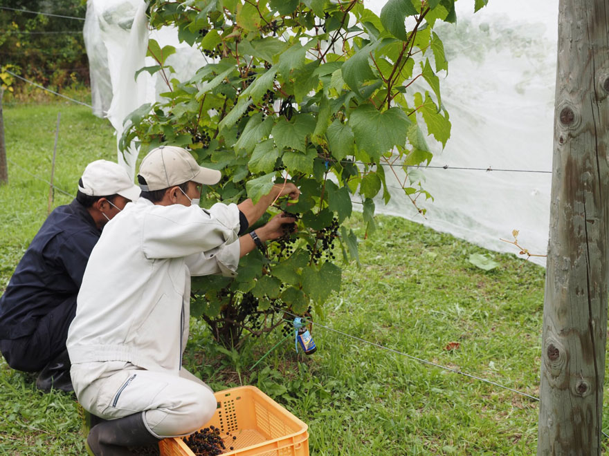 葡萄を収穫している農園課のスタッフ